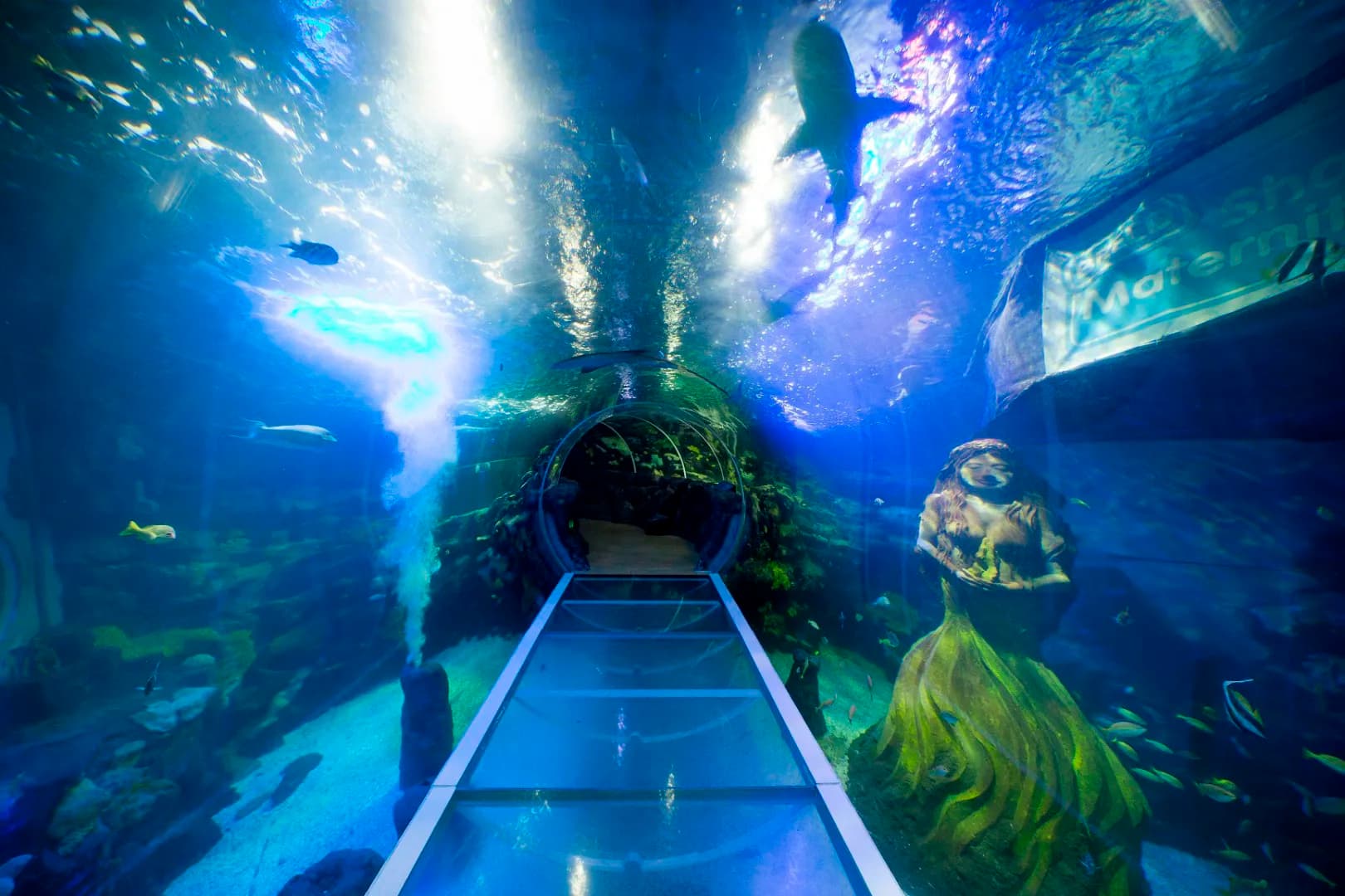 Immersive Underwater Experience